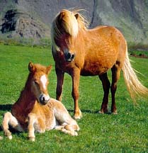 Icelandic Horse
