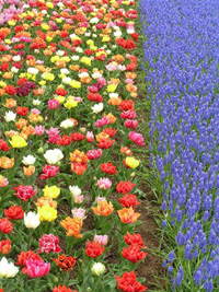 Holland Tulip Tours 