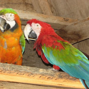 Macaw are common in the Algarve. Photo via Flickr:Glen Bowman