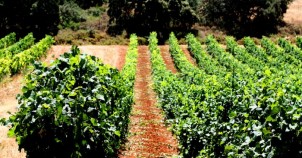 Vineyards in Andalusia