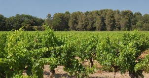 Vineyard in Aix-en-Provence. Photo via Wikimedia Commons:teddysipaseuth