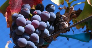 Grenache Noir Grapes common to the region. Photo via Wikimedia Commons:Josh McFadden