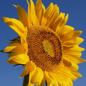 Sunflower fields pepper the region. Photo via Flickr:jeffreyc42