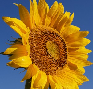 Sunflowers grow abundantly! Photo via Flickr:jeffrey42