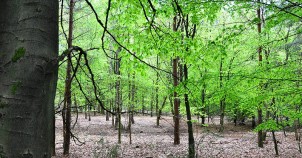 Hoge Veluwe National Park