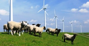 Sheep and wind turbines. Photo courtesy of the Netherlands Board of Tourism