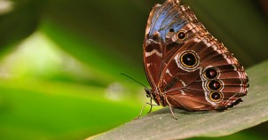 Spanish butterfly. Photo via Flickr:Armando Maynez