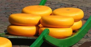 Famous Dutch cheese wheels at market