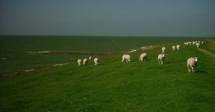 Sheep on the dunes in Stavoren