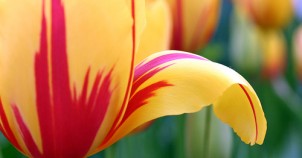Tulip up close - photo by Flickr:CharlieBrown8989