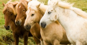 Icelandic horses are very small, one of a kind horses that are fiercely protected. Photo via Flickr:david.nikonvscanon