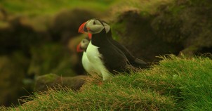 Puffins are native! Photo via Flickr:srikanth_jandy