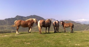 Pottoka horses native to the Pyrenees. Photo via Wikimedia Commons:Adrar