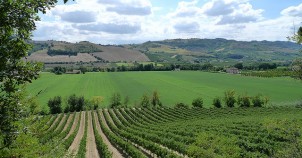 Le Marche's many vineyards. Photo via Flickr:Pizzodisevo