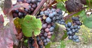 Lots of vineyards in the Loire Valley. Photo via Flickr:acrib