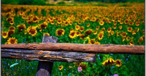 The many sunflower field! Photo via Flickr:Moyan Brenn