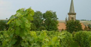 Vineyards along the German Wine Route. Photo via Wikimedia Commons:Panchosuenderhauf