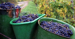 For the famous Wurstmarkt Wine Festival in Bad Durkheim! Photo via Flickr:roblisameehan