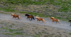 The famous Icelandic horses. Photo via Flickr:esquiloctero