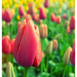 Tulips! Photo via Flickr:kudumomo