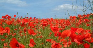 Poppy fields! Photo via Wikimedia Commons:palmiped