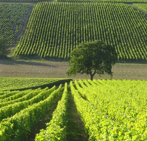 Sancerre vineyards