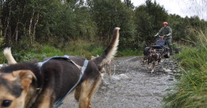 Sled dog experience, photo courtesy of Paul Uijting