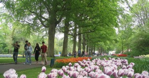 Keukenhof - photo via Flickr:dbaron