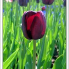 Sailing through Tulips Photo
