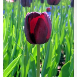 Tulips abloom