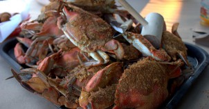 Maryland's famous crabs - a huge Eastern Shore treat! Photo via Flickr:scaredy_kat