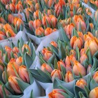 Holanda Foto