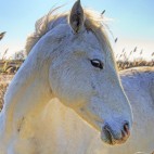 Provence - de wildernis van de Camargue Foto