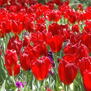 Red tulips
