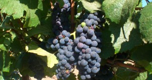 Grapes ripe on the vine! Photo by Gea