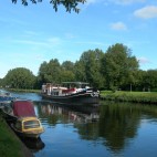 Zwaan Photo