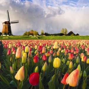 Holland in een notendop - een tulpen tour