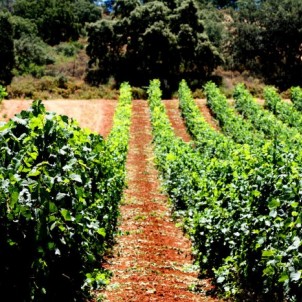 Vineyards in Andalusia