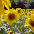 Provence  à la Van Gogh Photo