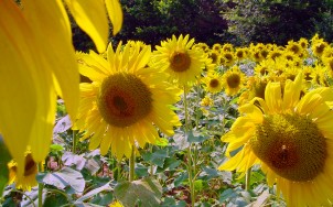 Sunflower fields too! Photo via Flickr:Michal Osmenda