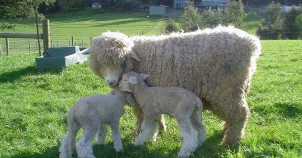 Wool is an important export for New Zealand. Photo via Wikimedia Commons