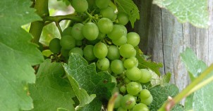 Sauvignon Blanc. Photo via Flickr:Mafue