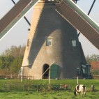 Tour das Tulipas - 7 dias Foto