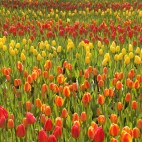 Tour das Tulipas - Amsterdã a Bruges Foto