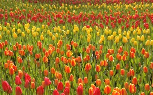 Tulips!